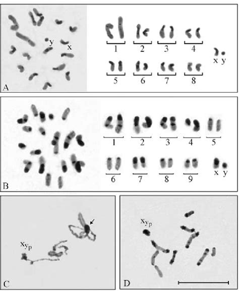 Ch Distribution Pattern In Spermatogonial Metaphases Of I Inhiata A