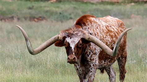 longhorn cattle