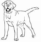 Labrador Sketch Canis Simensis sketch template