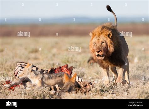 male lion chasing prey