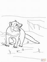 Tasmanian Devil Coloring Colouring Pages Popular sketch template