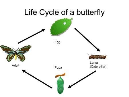 life cycle   butterfly egg larva caterpillar pupa adult larvae