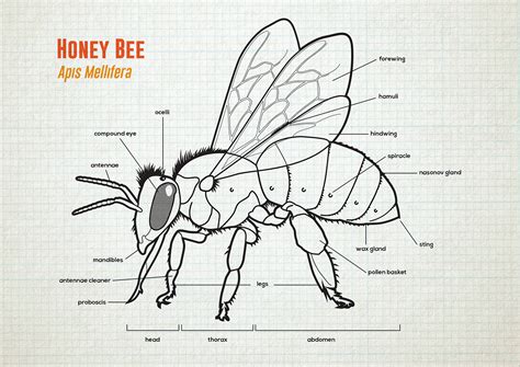 honey bee anatomy lifecycle  behance