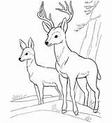 Coloring Whitetail Deer Pages Buck Fawn Color Realistic Printable Drawing Getdrawings Getcolorings Online sketch template