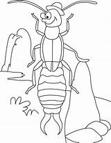 Earwig Coloring Pages Supermodel Next sketch template