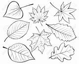 Drawing Leaves Leaf Line Fall Falling Coloring Contour Bamboo Drawings Pages Autumn Sketch Vector Leafs Google Plant Set Getdrawings Clipart sketch template