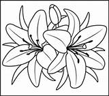 Coloring Lily Tiger Pages Flowers Getdrawings sketch template