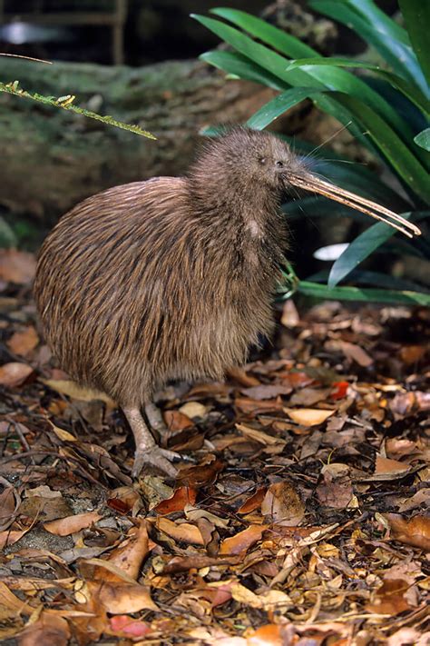 kiwi san diego zoo animals plants