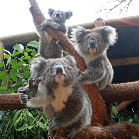 cute funny animals animals  pets koala marsupial cute koala bear