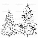 Pine Ponderosa Drawing Coloring Trees Paintingvalley Tree sketch template