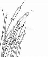 Outline Cattail Bulrush Reed Bunch Vettoriale Canna Isolate Angolo Palude Erba Catapulta Piega Foglie Swamp Clipart sketch template