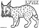Lynx Coloring Pages Sheet Siberian Canada Animal Designlooter Print Popular Template 47kb 1000 sketch template