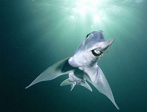 los tiburones más bizarros del mundo taringa