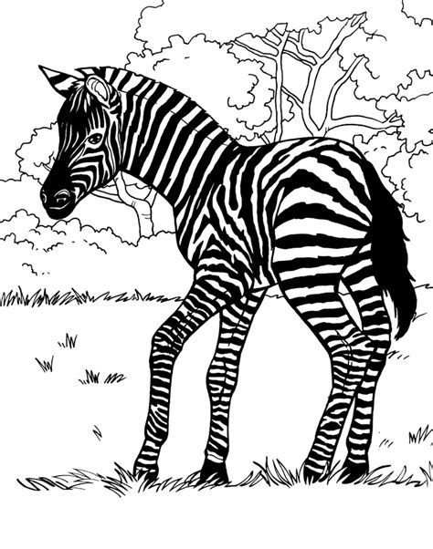 zebra coloring book page p