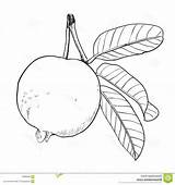 Guava Drawing Paintingvalley Vector Drawings Drawn Hand Leaf sketch template