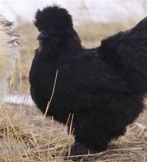 Black Silkie Bantams Bantam Chicks Online Cackle Hatchery