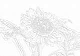 Zahlen Sonnenblumen Datei Sonnenblume sketch template