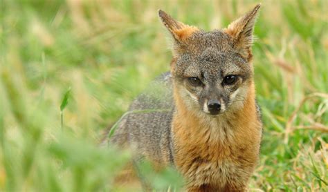 tiny endangered fox  rapid recovery positive news positive news