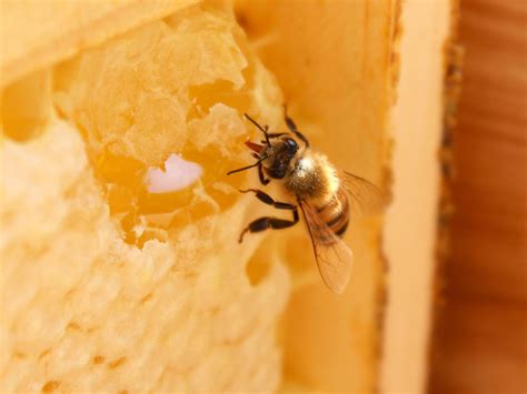 busy as a bee a look inside a honey bee hive mississippi state