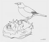 Robin Coloring Bird Pages American Getdrawings Color Printable Getcolorings sketch template