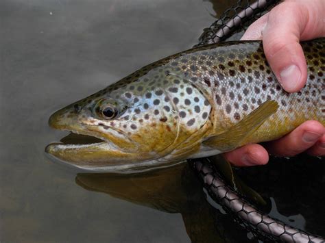 brown trout pics    day  spring  fish fly fisherman