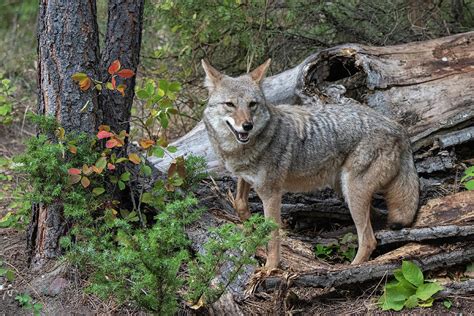 coyote   fall photograph  kelly walkotten fine art america