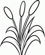 Cattails Drawing Cattail Printable Dragoart Dawn sketch template
