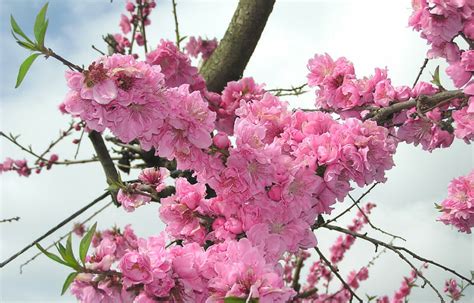 pink flowering peach  pot   plants garden supplies