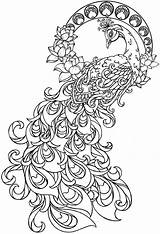Coloring Peacock Pages Printable Colouring Tattoo Drawing Drawings Color Adult Peacocks Pattern Print Realistic Line Feather Adults Tattoos 1505 1024 sketch template