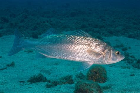 European Sea Bass Fact And Information Guide American Oceans