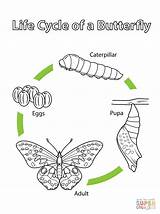 Cycle Butterfly Life Coloring Pages Drawing Printable Supercoloring Monarch Colouring Kids Color Sheet Worksheet Water Stages Template Butterflies Cycles Plant sketch template