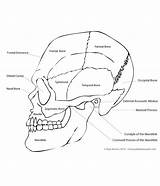 Skull sketch template