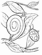 Coloring Pages Snails Popular Printable sketch template