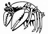 Crab Coloring Pages Coloringpages1001 sketch template