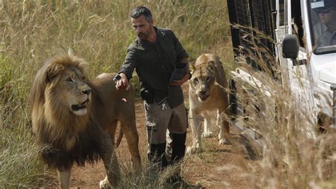 lion kills woman  refuge  south african lion whisperer