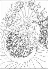 Coloring Dover Tranquility Hooking Doverpublications sketch template
