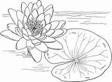 Coloring Lily Water Pages sketch template
