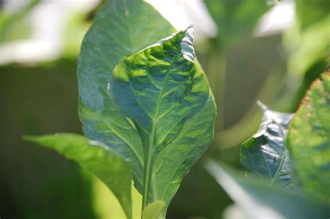 pepper plant leaves curling    fix