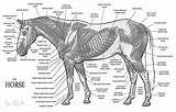 Muskulatur Pferde Horses Anatomie Equine Muscular Tack Veteriner Pferd Paarden sketch template