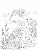 Coloring Pages Cheetah Print Animals sketch template