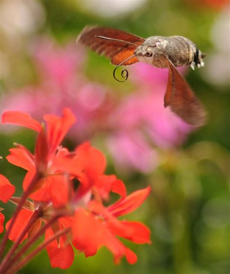 amazing hummingbird hawk moth  ark  space