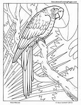 Paradise Coloring Pages Getdrawings Birds Bird Adult sketch template