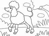 Poodle Poodles Coloringpagesonly sketch template