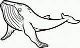 Killer Humpback Baleia Desenhar Whales Coloringbay sketch template