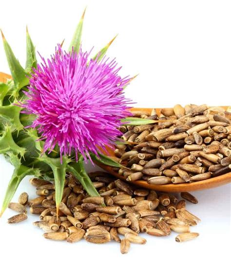 6 Powerful Herbs That Balance Hormones Graciously Nourished
