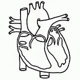 Coloring Pages Biology Heart Popular sketch template