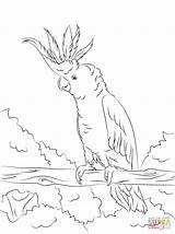 Cockatoo Coloring Pages Crested Printable Yellow Colouring Cockatoos Super Supercoloring Para Drawing Bird Pintar Color Drawings Adult Kids Version Animal sketch template