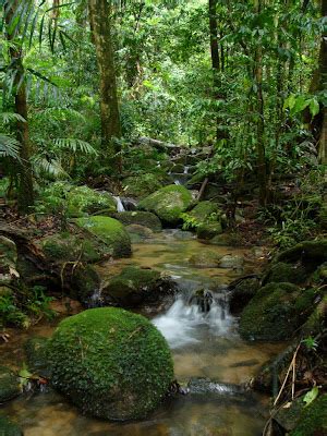 amazing   amazing world amazon jungle worlds  unique  mysterious forest