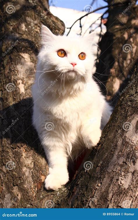 white small cat stock images image