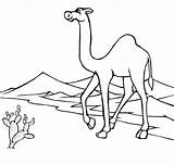 Desert Coloring Pages Animals Getdrawings Print sketch template